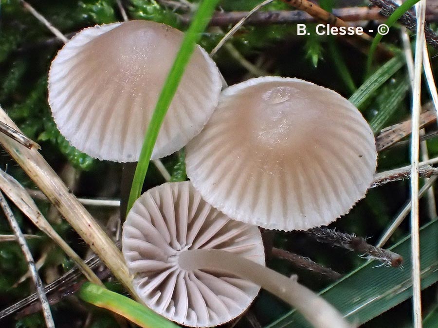 Mycena capillaripes