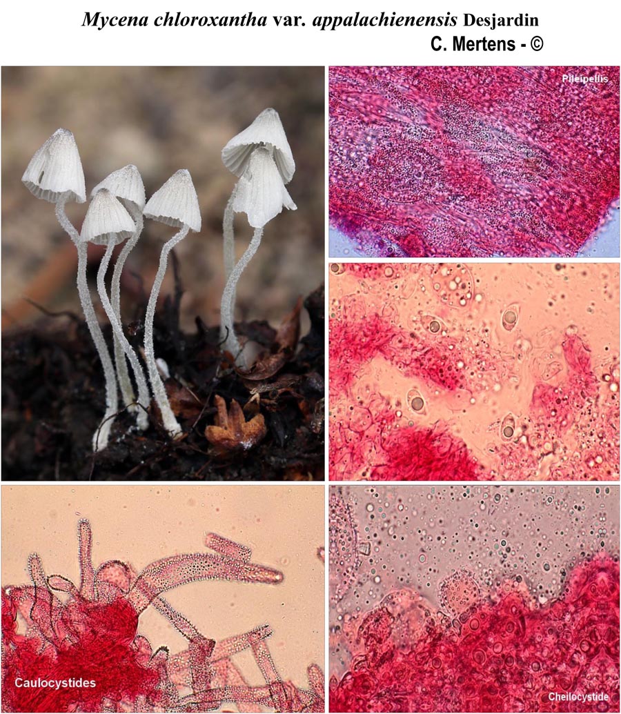 Mycena chloroxantha var. appalachiensis