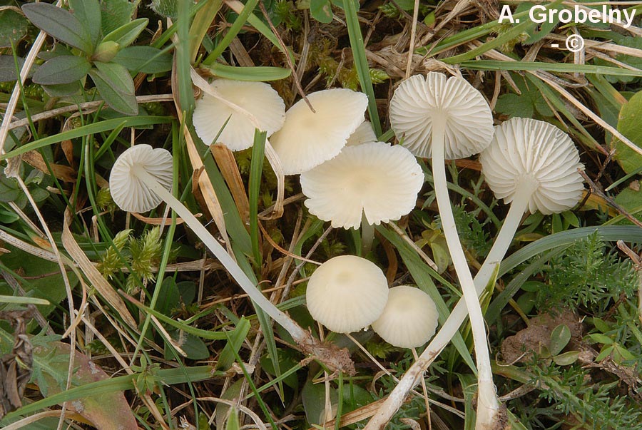 Atheniella flavoalba (Mycena flavoalba)