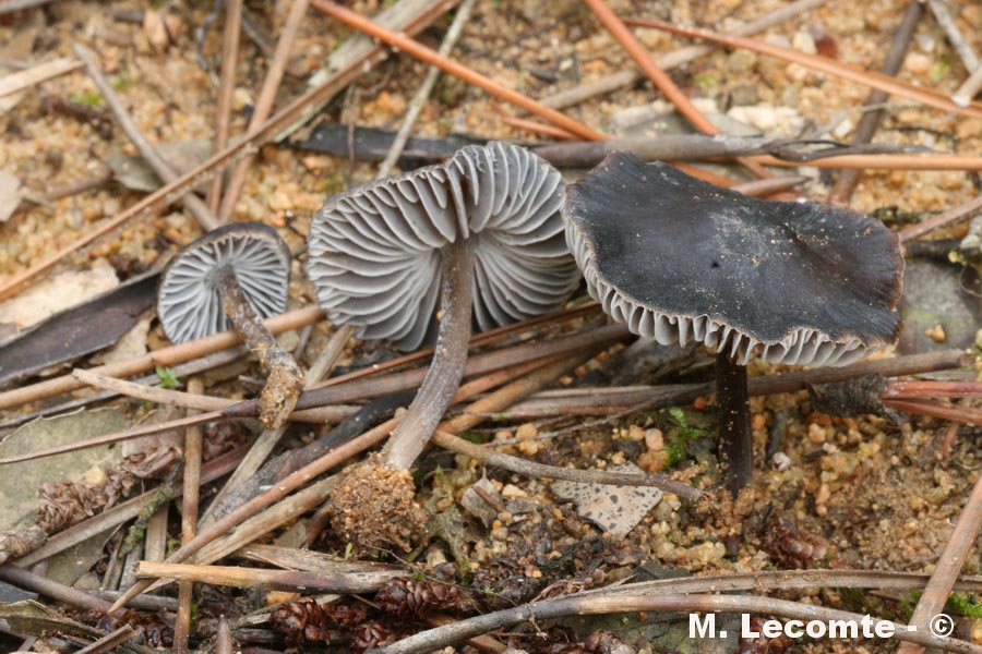 Mycena fontqueri