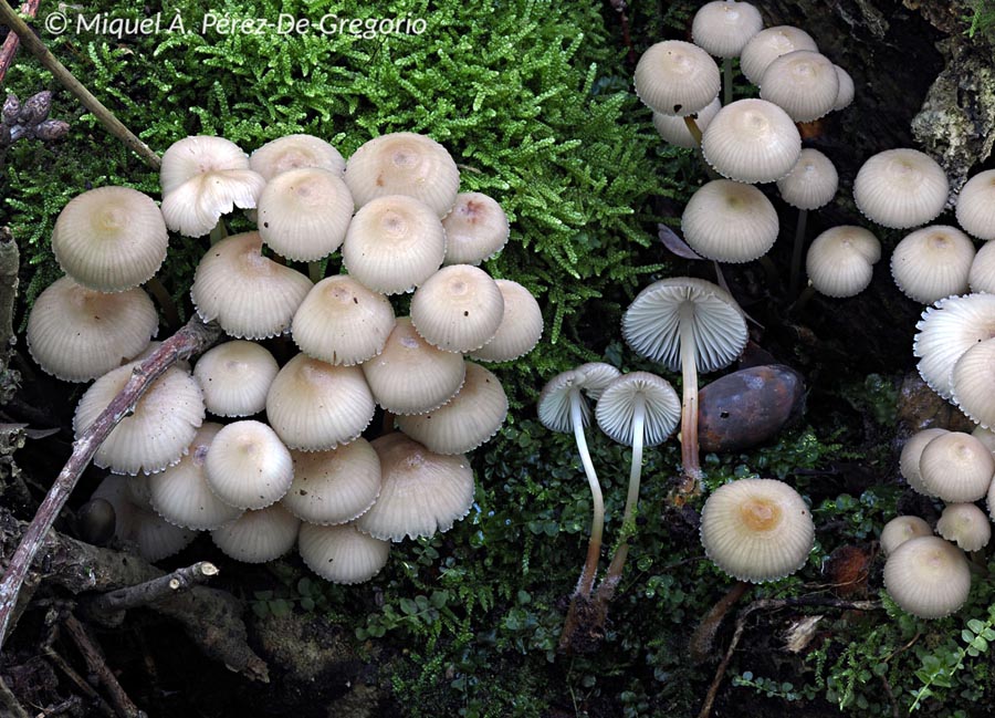 Mycena inclinata