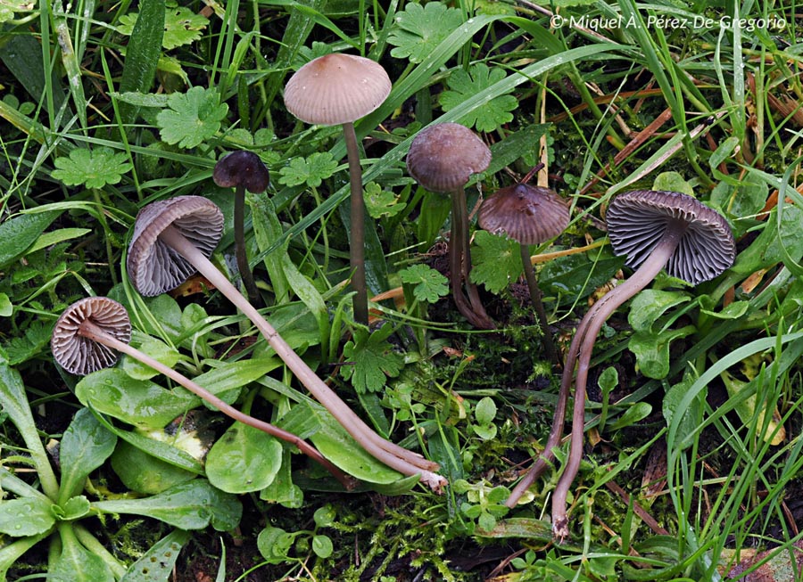 Mycena indikensis