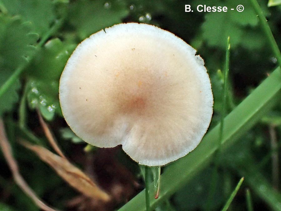 Mycena luteovariegata