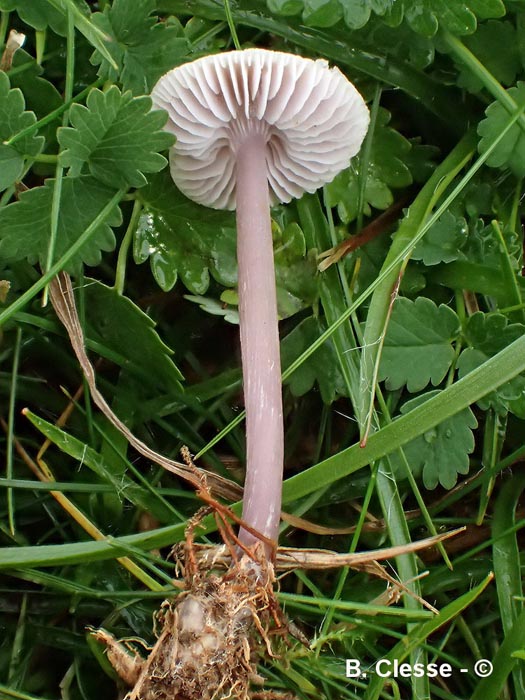 Mycena luteovariegata