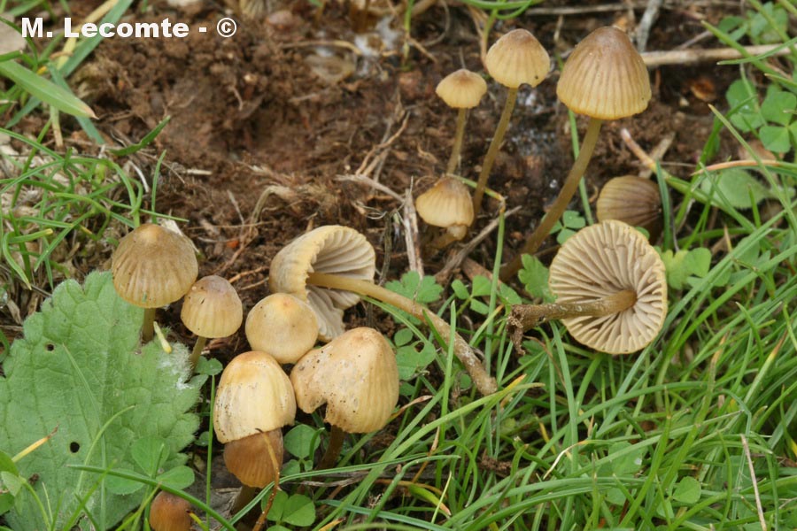 Mycena olivaceomarginata (Mycena olivaceomarginata f. thymicola, Mycena avenacea)