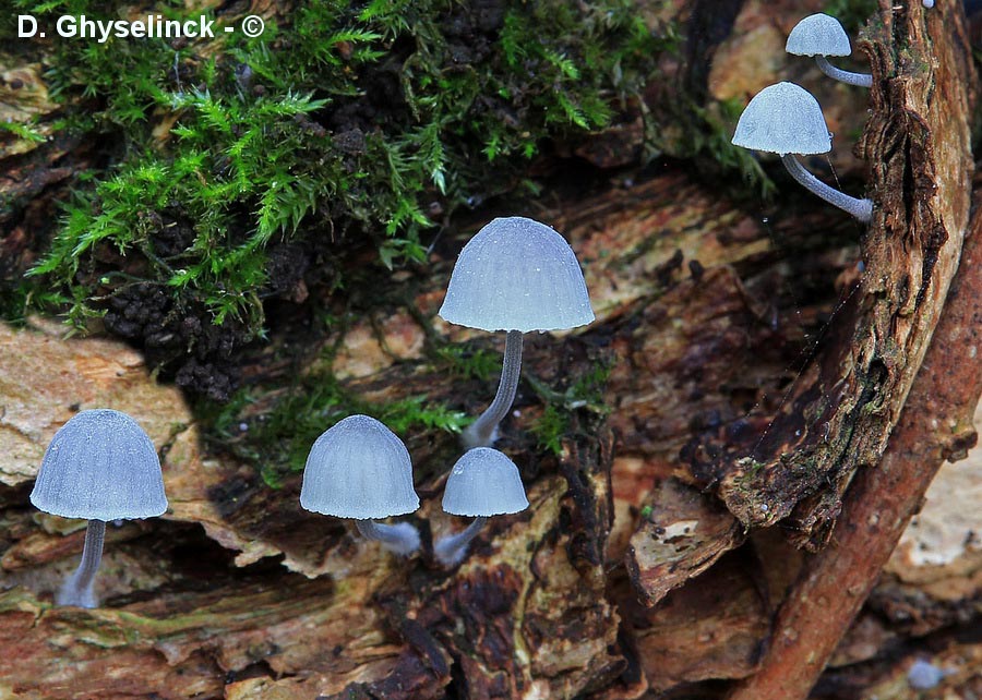 Mycena pseudocorticola