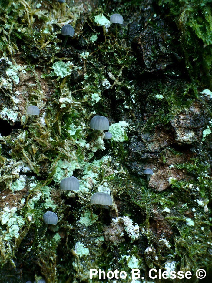 Mycena pseudocorticola