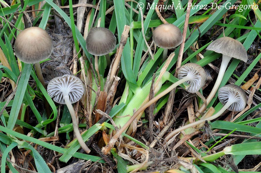 Mycena pseudopicta