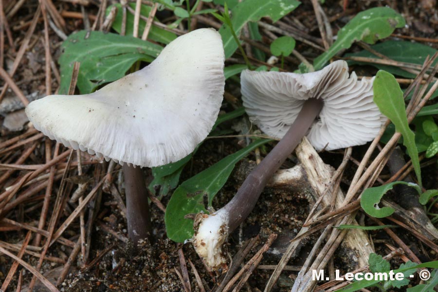 Mycena pura f. lutea