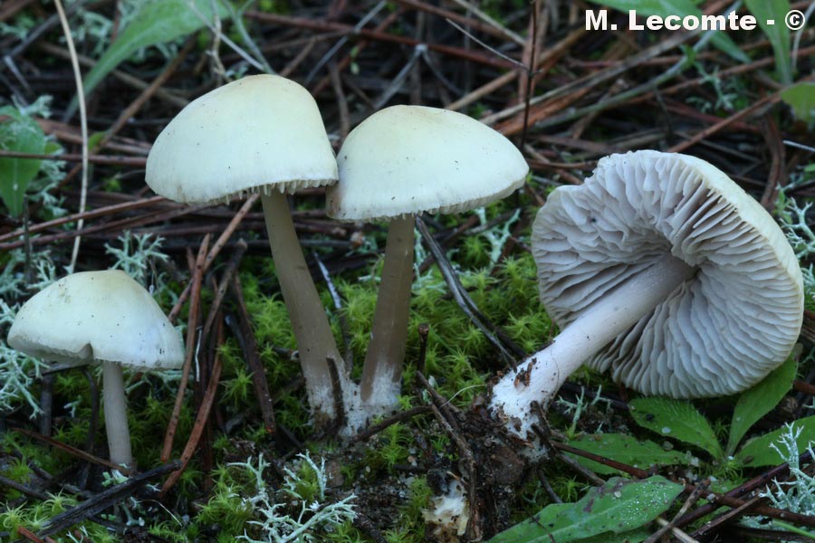 Mycena pura f. lutea