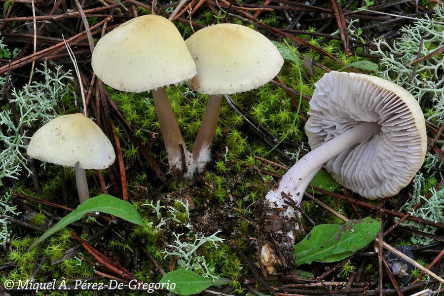 Mycena pura f. lutea