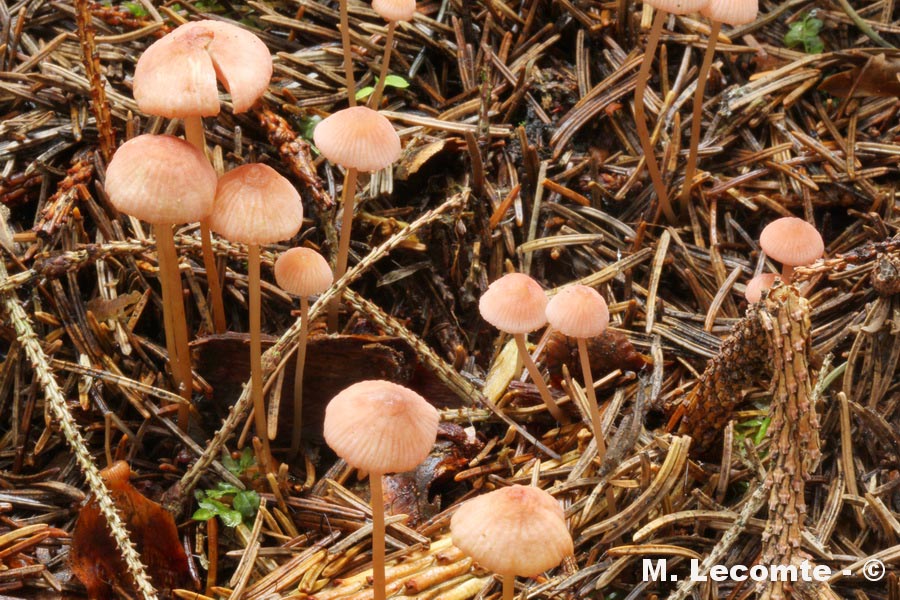Mycena rosella