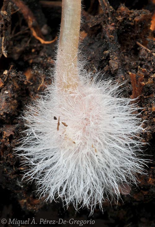 Mycena seynii
