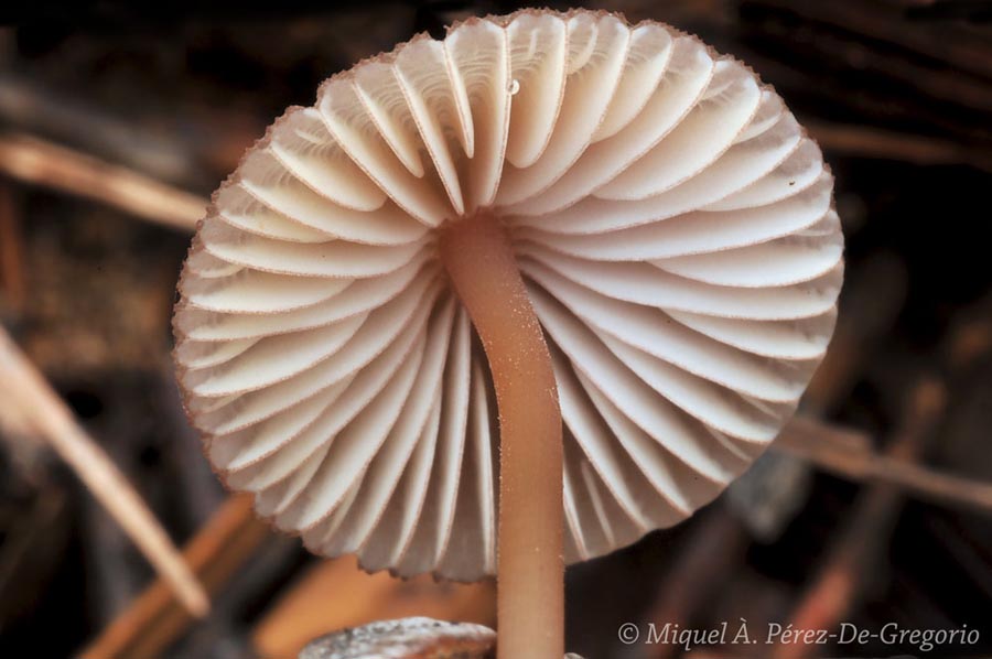 Mycena seynii