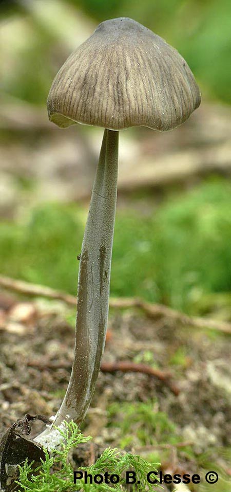 Mycenella bryophila (B. Clesse)