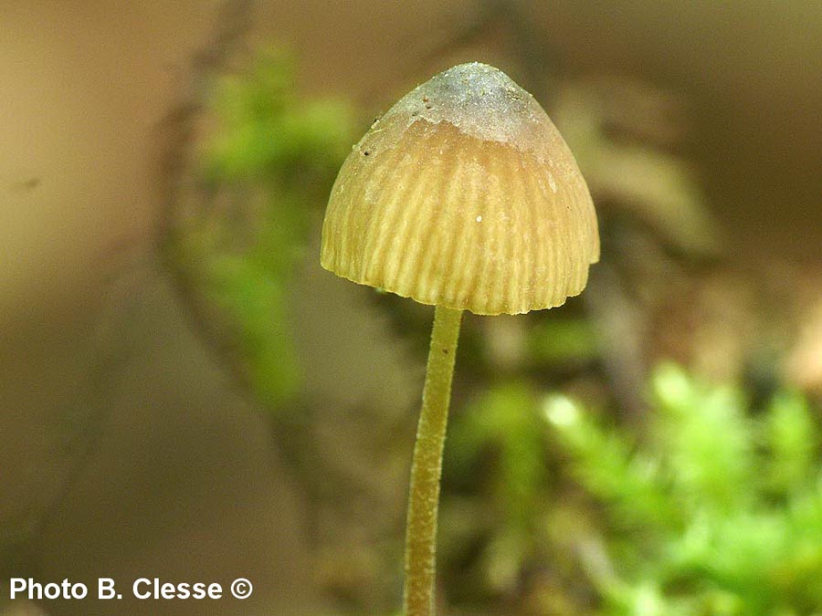 Mycenella margaritispora (B. Clesse)