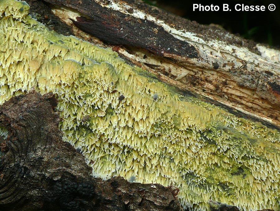 Mycoacia uda (Phlebia aurea)
