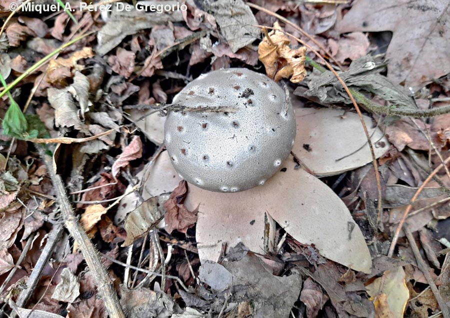 Myriostoma coliforme (Lycoperdon coliforme)