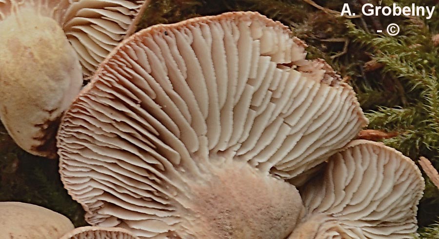 Neolentinus adhaerens