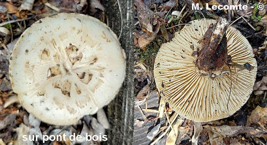 Neolentinus lepideus