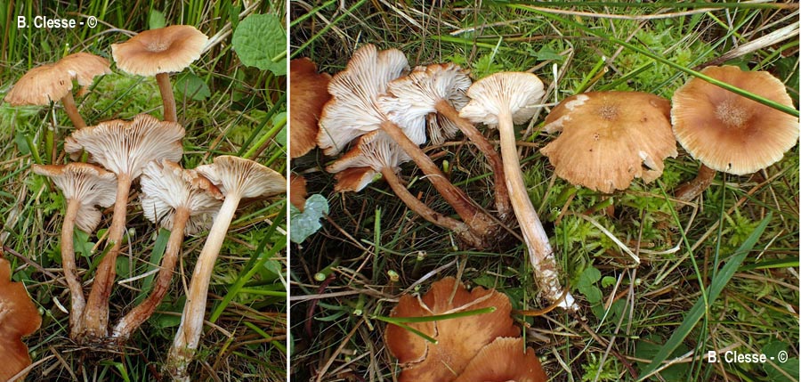 Desarmillaria ectypa (Armillaria ectypa)