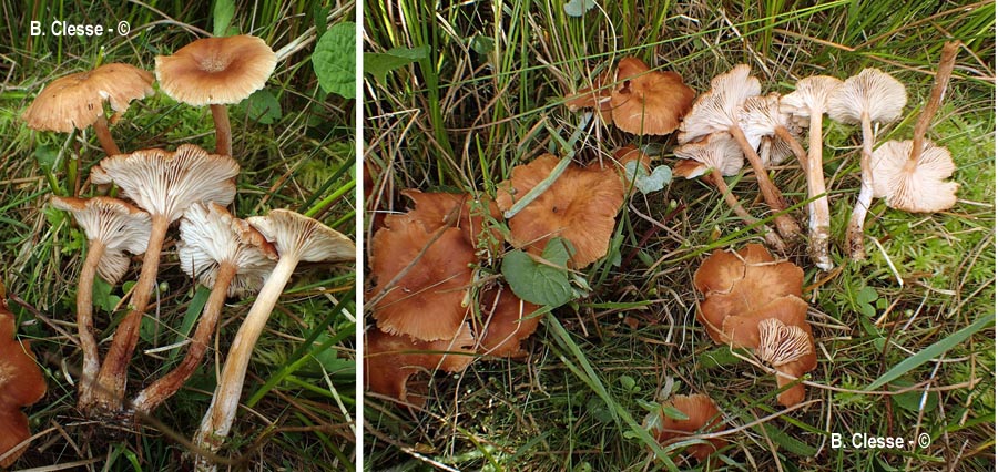 Desarmillaria ectypa (Armillaria ectypa)