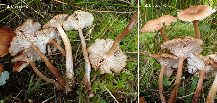 Desarmillaria ectypa (Armillaria ectypa)