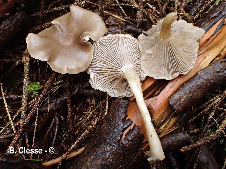 Clitocybe vibecina