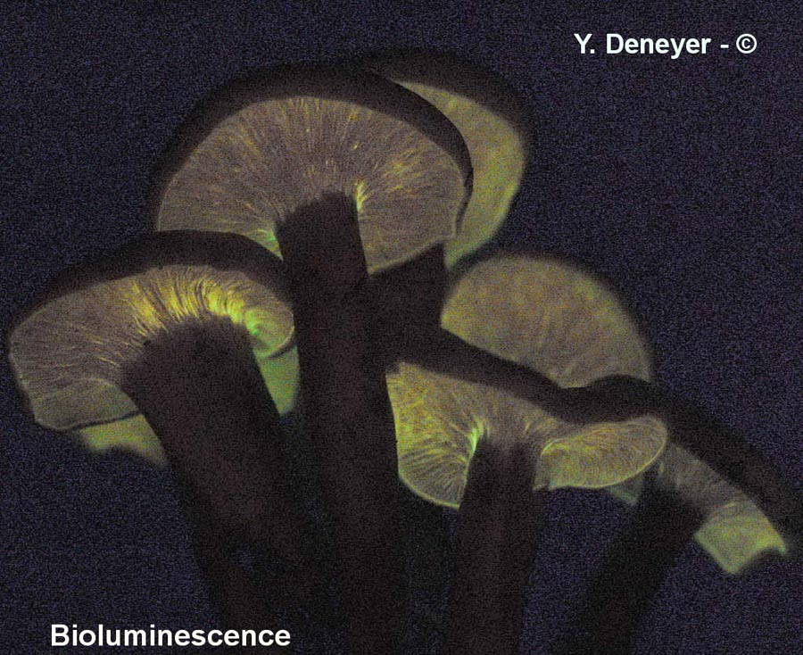 bioluminescence