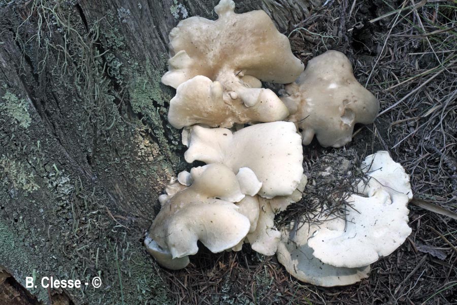 Osteina obducta (Oligoporus obductus)