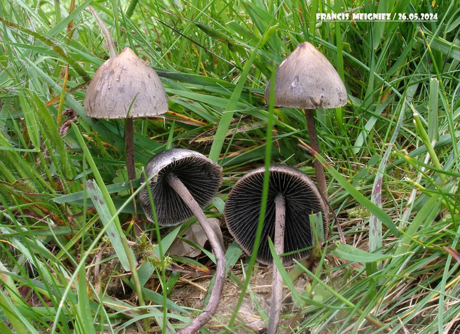 Panaeolus papilionaceus (Panaeolus sphinctrinus)