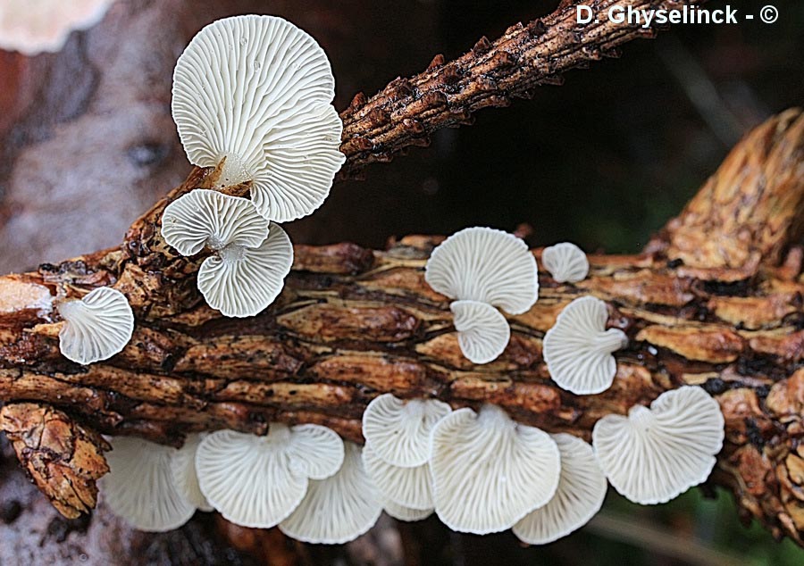 Panellus mitis