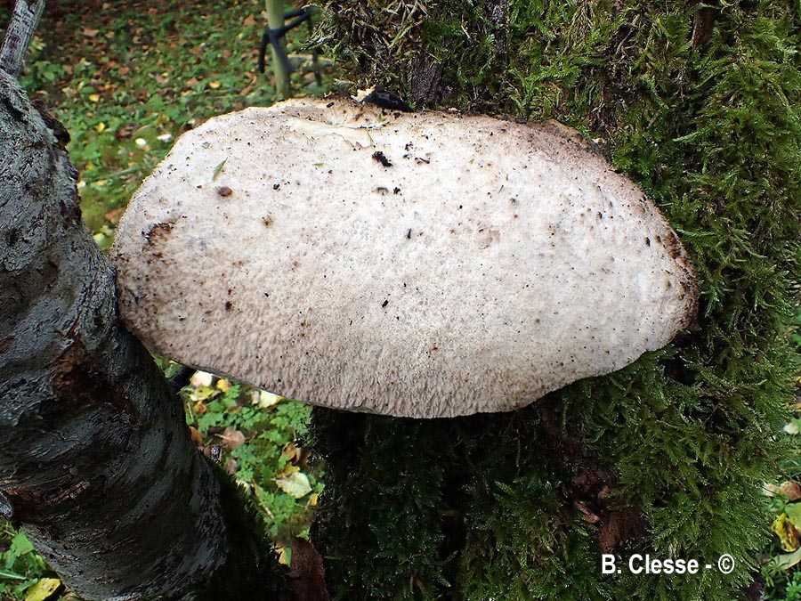 Pappia fissilis (Tyromyces fissilis, Spongipellis fissilis)