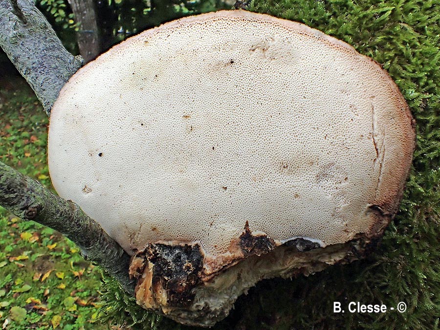 Pappia fissilis (Tyromyces fissilis, Spongipellis fissilis)