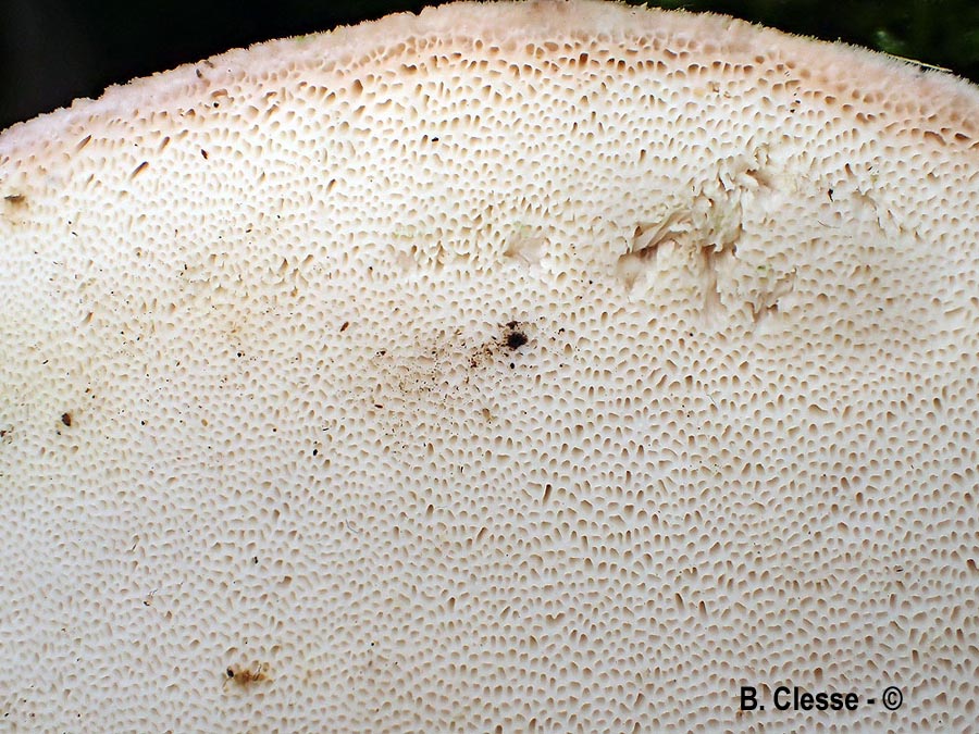 Pappia fissilis (Tyromyces fissilis, Spongipellis fissilis)