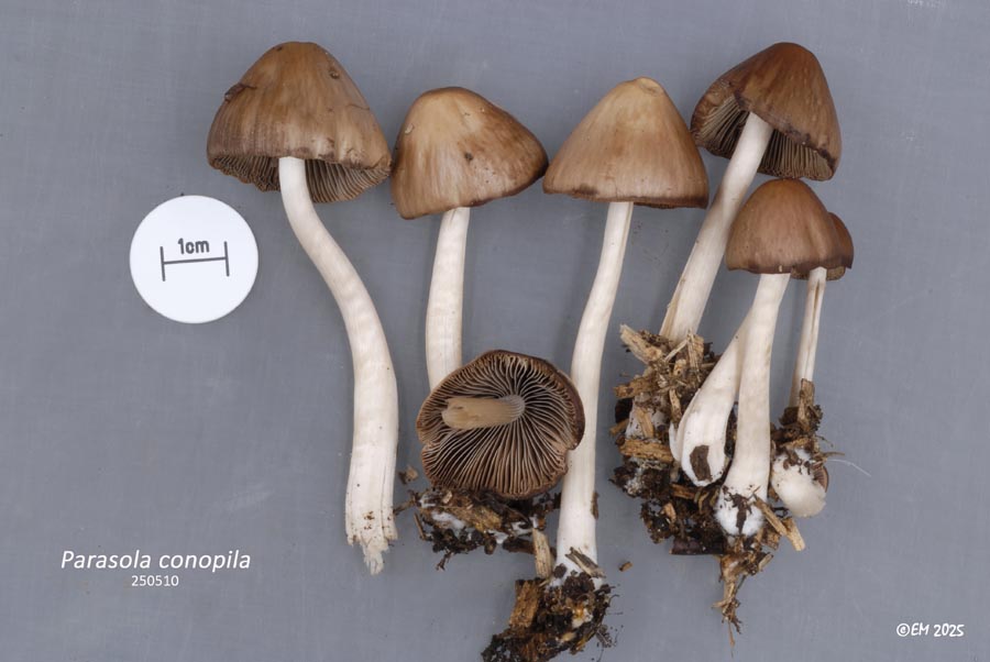 Parasola conopilea