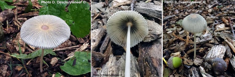 Parasola lilatincta (Coprinus lilatinctus)