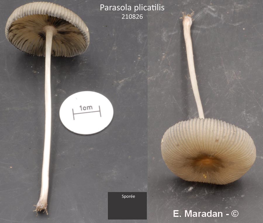 Coprinus plicatilis (Parasola plicatilis)