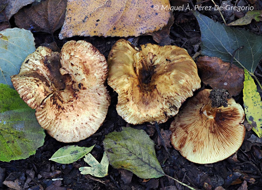 Paxillus adelphus