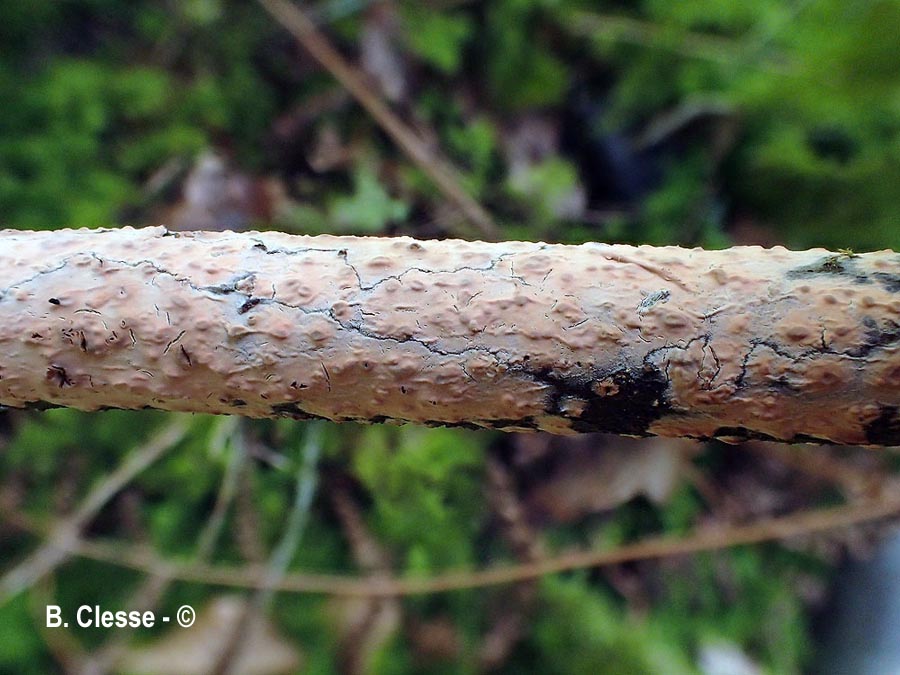 Peniophora incarnata