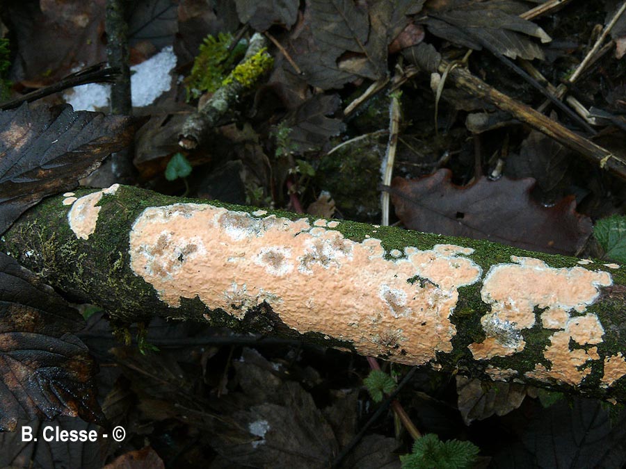 Peniophora incarnata