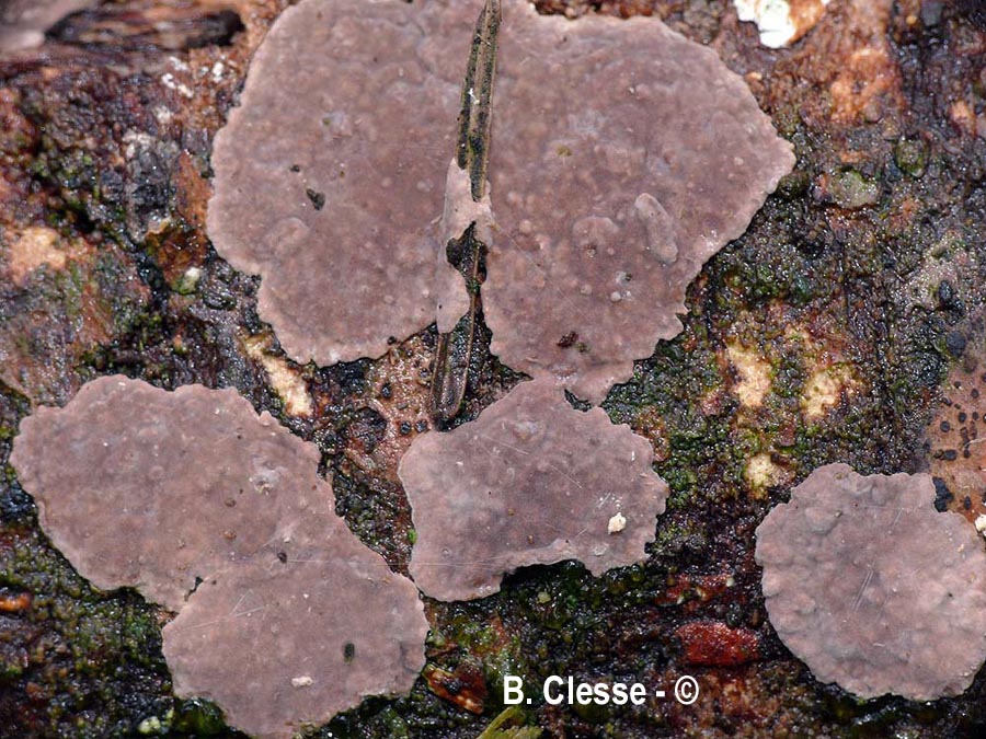 Peniophora piceae