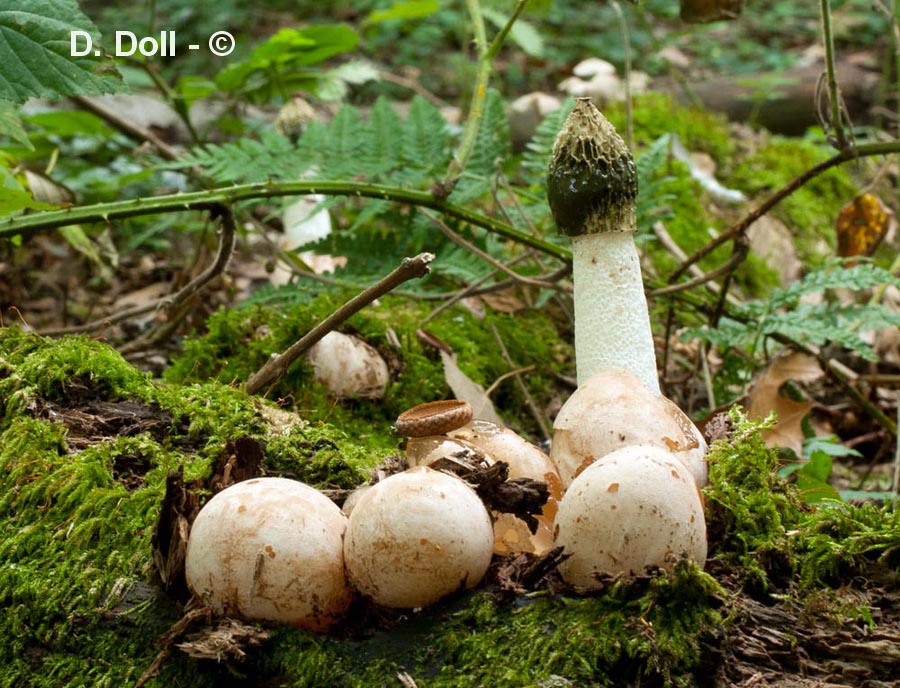 Phallus duplicatus