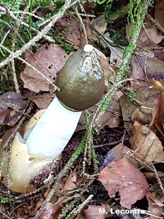Phallus impudicus
