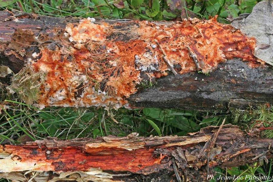Phanerochaete sanguinea