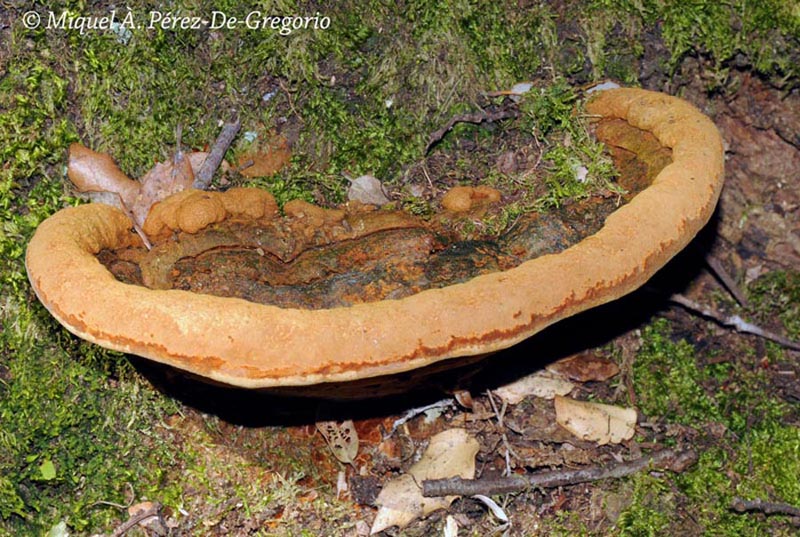 Fuscoporia torulosa (Phellinus torulosus)