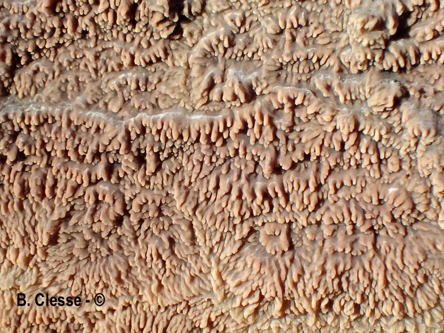 Phlebia acerina