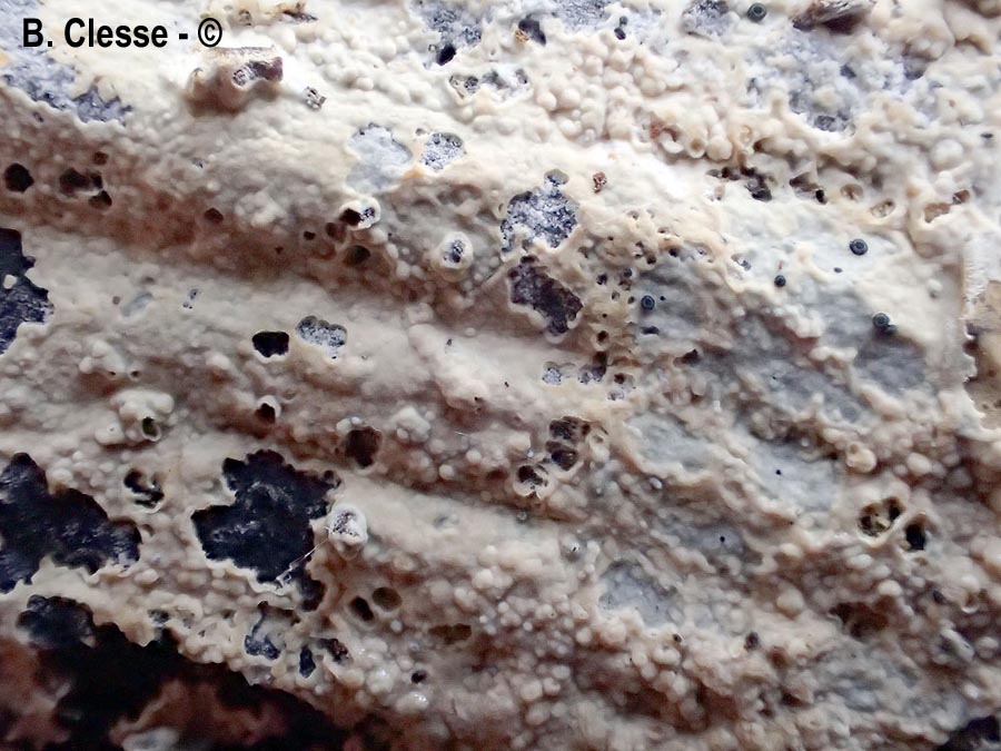 Phlebia diffissa