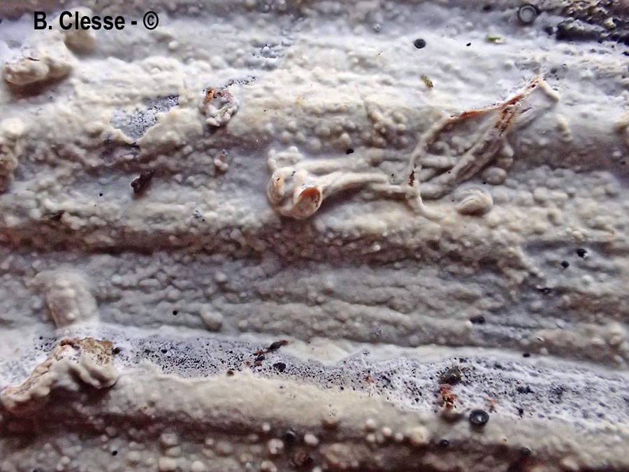 Phlebia diffissa