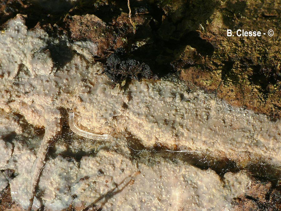 Mycoacia livida (Phlebia livida)